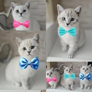BKH Kitten Kätzchen Babykatze Männchen Weibchen 