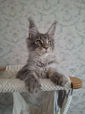 Maine Coon Kitten mit Stammbaum 