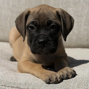 Looking For A Loving Forever Home