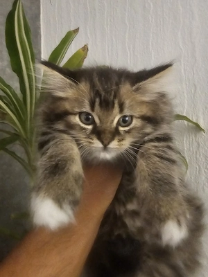 Türkische Angora Mädchen Baby