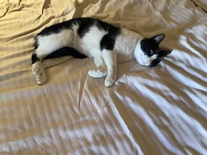 Kater gesucht, Kitten, Katze