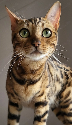 Bengalkatze zu verkaufen