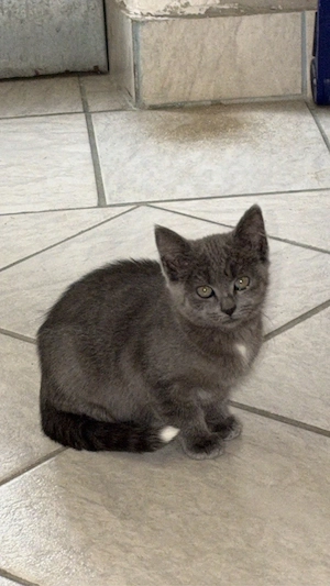 Zuckersüße Kitten (3 Monate alt) suchen ihr für-immer-Zuhause!      (3 Stück Alles weiblich)