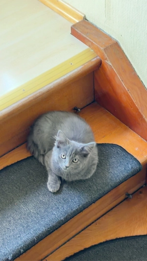 Süße und verspielte Katzenbabys 7stück (3 Monate) suchen liebevolles Zuhause   