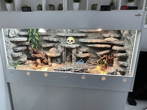 3 Leopardgeckos (inkl. Black Night) & exklusives Komplett-Terrarium