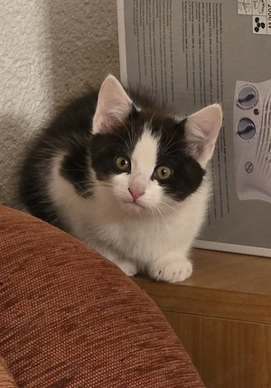 Zwei Kitten abzugeben, 10 Wochen alt
