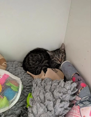 junger schüchterner Kater 