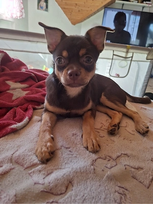 Chihuhaha mix 