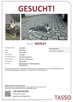 Vermisster Kater Marley aus 89155 Erbach