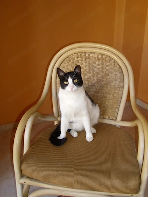 Suche junge Katze oder jungen Kater, Katzen, Kitten