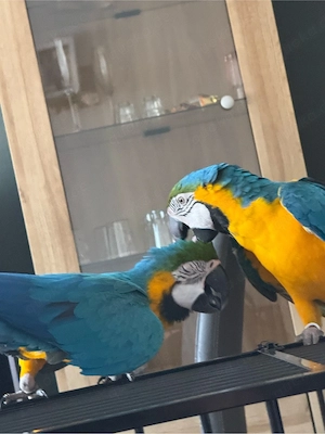 2 Wunderschöne Gelbbrustarars mit viel Zubehör und Papieren.