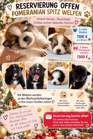 Pomeranian Zwergspitz Welpen   3 Rüden & 1 Hündin   Reservierung möglich
