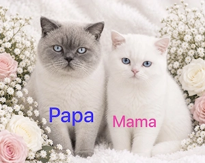 Britisch Kurzhaar Kitten 