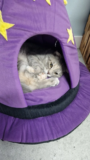 katze weiblich bkh ragdoll mix