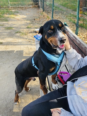 Keno ein wundervoller Familienhund 