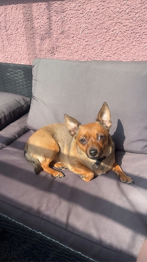 chihuahua-pomeranian Mix Rüde