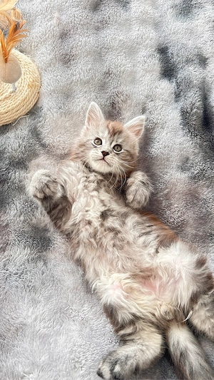 Wunderschöne Maine Conn Kater 