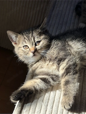 Britisch Kurzhaar Katzenbabys suchen ein schönes zu Hause