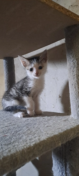 niedlicher Kater BKH-Mix zahm und kinderlieb