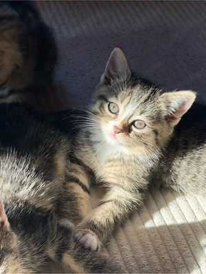 Britisch Kurzhaar Katzenbabys suchen ein schönes zu Hause