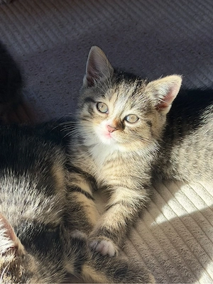 BHK baby katzen 