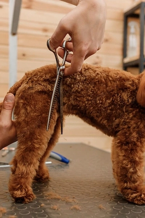 Fellpflege für Kleine Hunde 