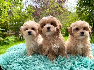 Entzückende Maltipoo-Welpen suchen ein liebevolles Zuhause