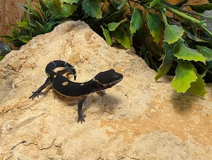 Leopard Gecko ENZ 26 