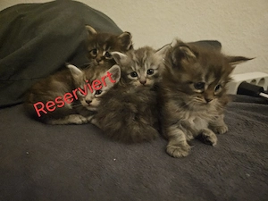 Maine-Coon