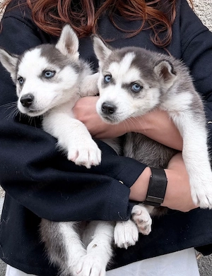 Wunderschöne Husky-Welpen suchen ein liebevolles Zuhause!