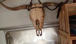 Großer  Tier  Schädel 