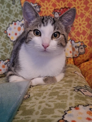 Junge Katze , kleine Prinzessin 