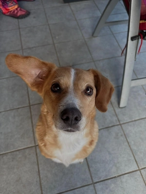    Liebevolle Kokoni-Hündin (7 Jahre) sucht ihr Für-immer-Zuhause 