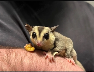 sugar glieder 