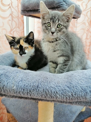 Süße Babykatzen 