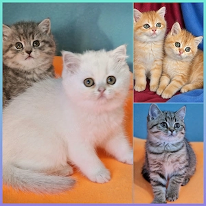Bkh Kitten  mit Stammbaum 