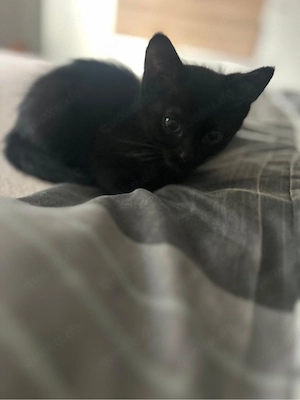 Kater abzugeben