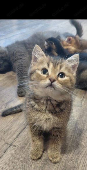 Britisch Kurzhaar (BKH) Kitten suchen ein schönes Zuhause   