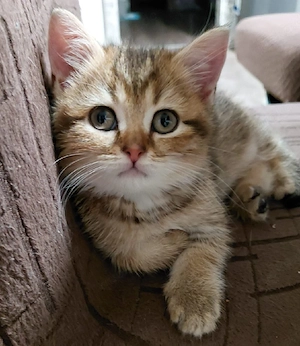 Britisch Kurzhaar (BKH) Kitten suchen ein schönes Zuhause   