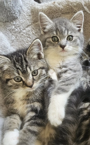 Katzenbabys in Liebevolle Hände abzugeben 