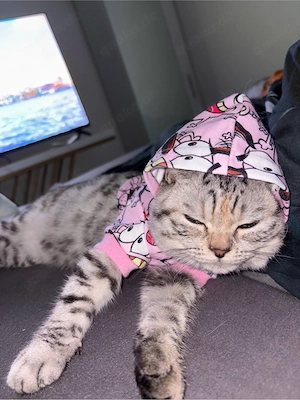 britisch kurzHaar Nala