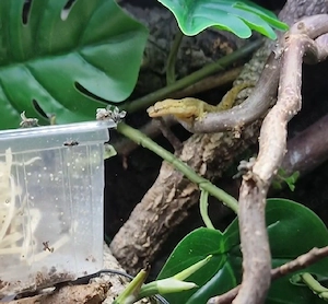 Jungferngecko 