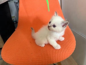 Ragdoll kitten reinrassig