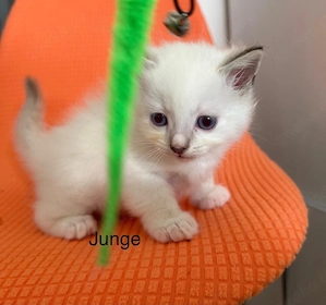 Ragdoll kitten reinrassig