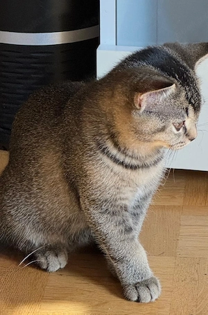 Bkh Kätzchen 