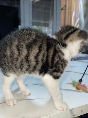 Baby Kater