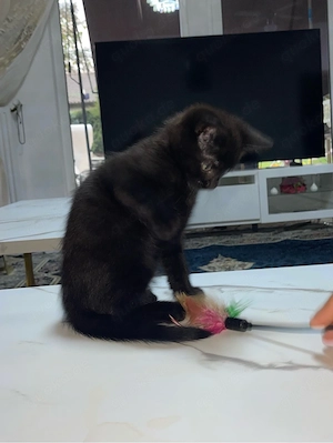 Baby kater 