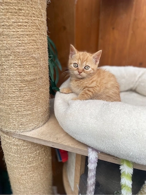 britische kurzhaar Katzen 