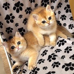 BKH kitten golden mit Stammbaum 
