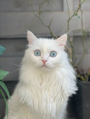 Katze langhaar